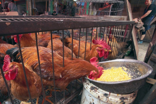 Wyoming woman hospitalized with bird flu in third confirmed human case