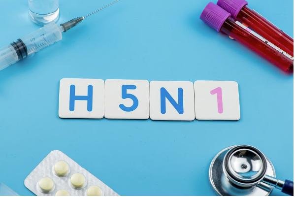 Bird flu virus may survive aging process in raw milk cheese