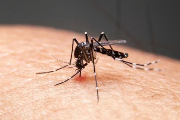 First West Nile case of 2025 hits Illinois