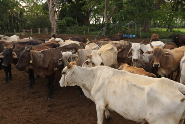 USDA seeks to combat spread of New World screwworms into U.S.