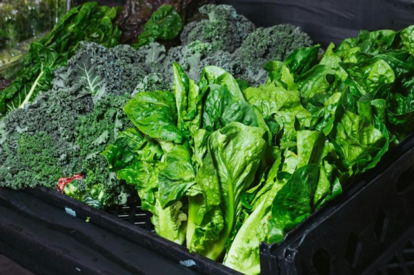 Nutrient in vegetables may help the body fight cancer