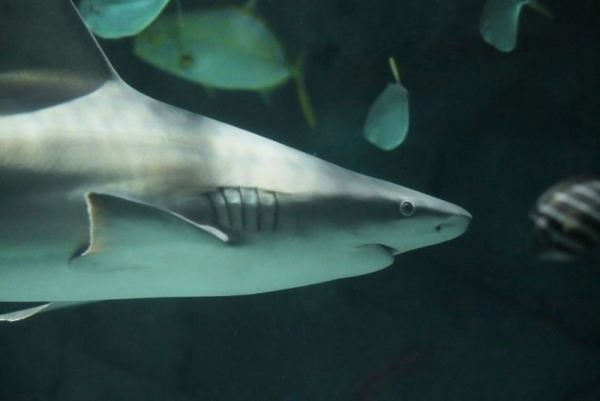 Researchers find meat from endangered sharks in U.S. stores