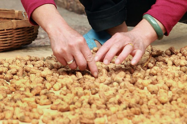 Researchers say early exposure reduces peanut allergy cases