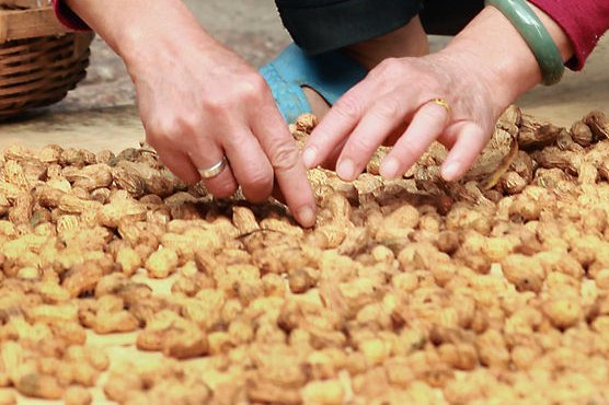 Experimental patch developed to build peanut tolerance in children