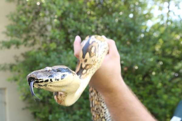 Snake urine may lead to better kidney stone, gout treatments