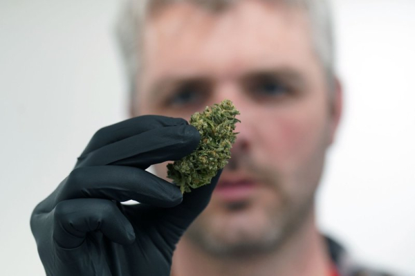 Experts say CBD is ineffective for pain management