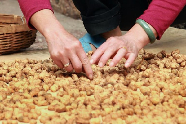 Study finds misconceptions about preventing peanut allergies persist